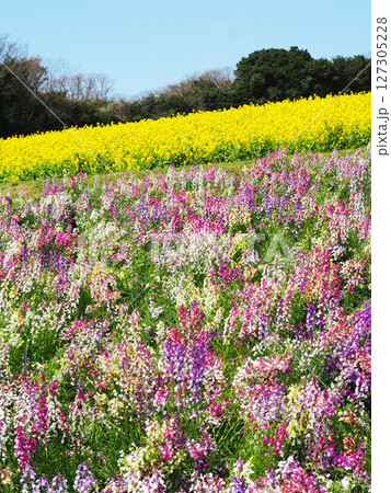 4月の兵庫県立公園あわじ花さじき 127305228