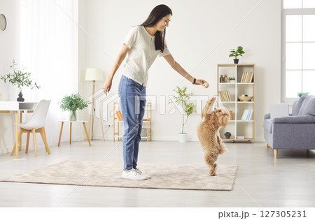 Young happy smiling female owner playing with joyful little cute dog at home with a toy Young happy smiling female owner playing with joyful little cute dog at home with a toy 127305231