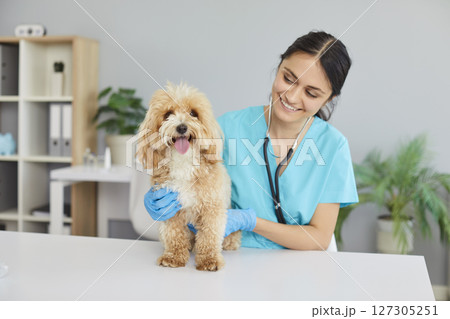 Smiling woman veterinarian at the vet clinic examines a cute little fluffy pet dog 127305251