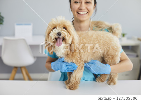 Veterinary nurse smiling while holding cute maltipoo dog during checkup, making pet feel safe. 127305300