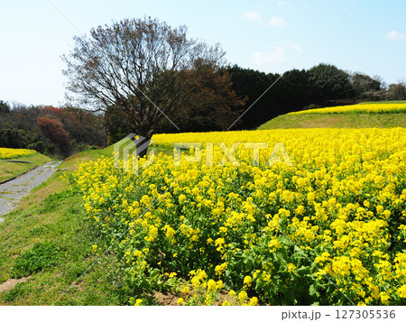 4月の兵庫県立公園あわじ花さじき 127305536