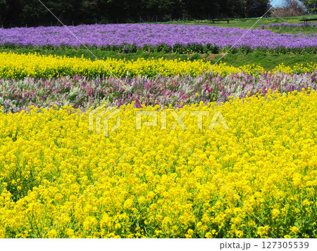 4月の兵庫県立公園あわじ花さじき 4月の兵庫県立公園あわじ花さじき 127305539
