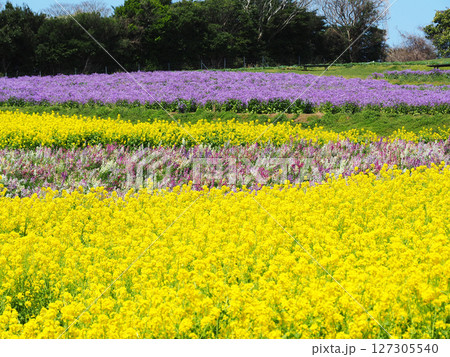 4月の兵庫県立公園あわじ花さじき 4月の兵庫県立公園あわじ花さじき 127305540