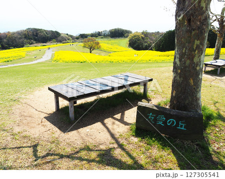 4月の兵庫県立公園あわじ花さじき・友愛の丘 4月の兵庫県立公園あわじ花さじき・友愛の丘 127305541