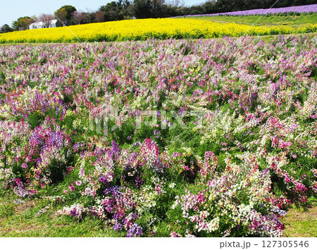 4月の兵庫県立公園あわじ花さじき 127305546