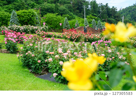 満開のバラ園 東沢バラ公園 山形県 満開のバラ園 東沢バラ公園 山形県 127305583