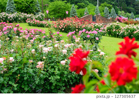色とりどりの薔薇咲き誇るバラ園　東沢バラ公園　山形県　 127305637