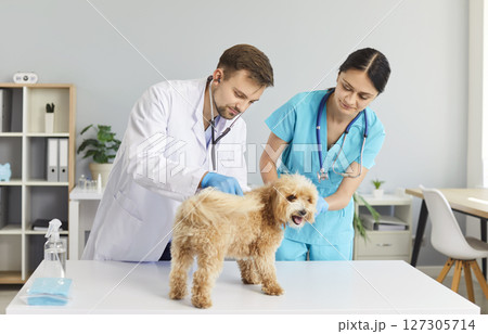 Careful veterinarian examining dog with stethoscope while nurse holding pet during checkup at clinic Careful veterinarian examining dog with stethoscope while nurse holding pet during checkup at clinic 127305714