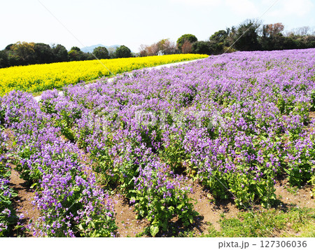 4月の兵庫県立公園あわじ花さじき 4月の兵庫県立公園あわじ花さじき 127306036
