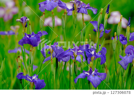 初夏の公園 綺麗に咲く花菖蒲 初夏の公園 綺麗に咲く花菖蒲 127306078