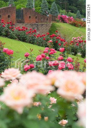 美しい薔薇咲き誇る　東沢バラ公園　山形県　 127306124