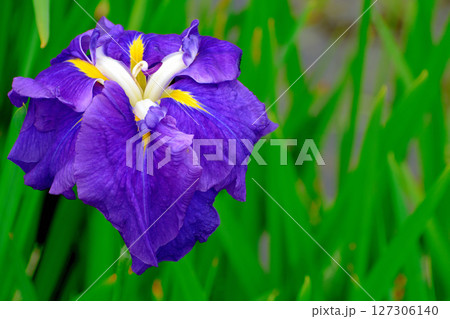 初夏の公園　綺麗に咲く花菖蒲 127306140