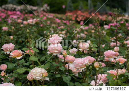 美しい薔薇咲き誇る 東沢バラ公園 山形県 美しい薔薇咲き誇る 東沢バラ公園 山形県 127306167