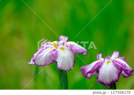 初夏の公園　綺麗に咲く花菖蒲 127306170