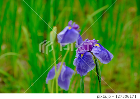 初夏の公園 綺麗に咲く花菖蒲 初夏の公園 綺麗に咲く花菖蒲 127306171