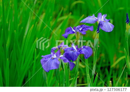 初夏の公園　綺麗に咲く花菖蒲 127306177
