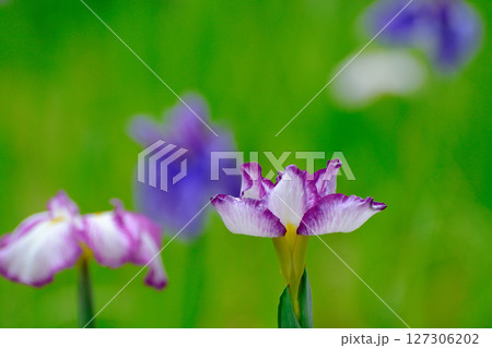 初夏の公園　綺麗に咲く花菖蒲 127306202
