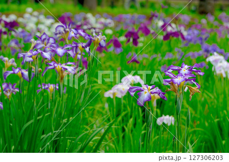 初夏の公園　綺麗に咲く花菖蒲 127306203