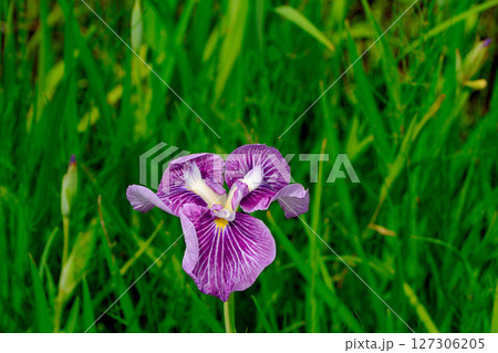 初夏の公園　綺麗に咲く花菖蒲 127306205