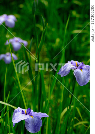 初夏の公園　綺麗に咲く花菖蒲 127306206