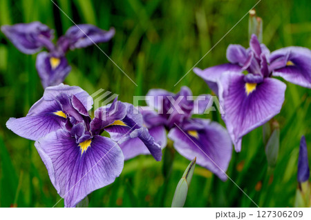 初夏の公園　綺麗に咲く花菖蒲 127306209