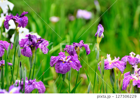 初夏の公園 綺麗に咲く花菖蒲 初夏の公園 綺麗に咲く花菖蒲 127306229