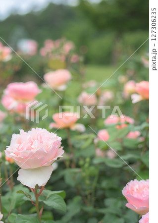 美しい薔薇咲き誇る 東沢バラ公園 山形県 美しい薔薇咲き誇る 東沢バラ公園 山形県 127306235