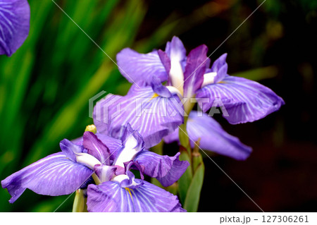 初夏の公園　綺麗に咲く花菖蒲 127306261