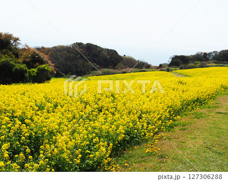 4月の兵庫県立公園あわじ花さじき 127306288