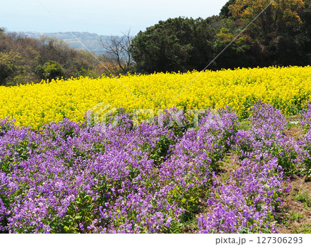 4月の兵庫県立公園あわじ花さじき 4月の兵庫県立公園あわじ花さじき 127306293