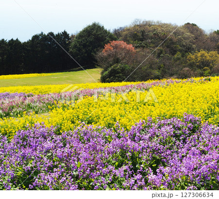 4月の兵庫県立公園あわじ花さじき 127306634