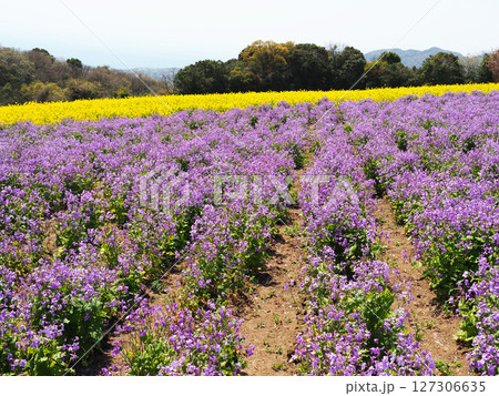 4月の兵庫県立公園あわじ花さじき 127306635
