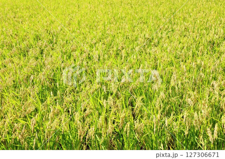 秋の田んぼ　一面の稲穂 127306671