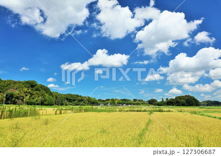 秋の青空と田んぼの稲 127306687