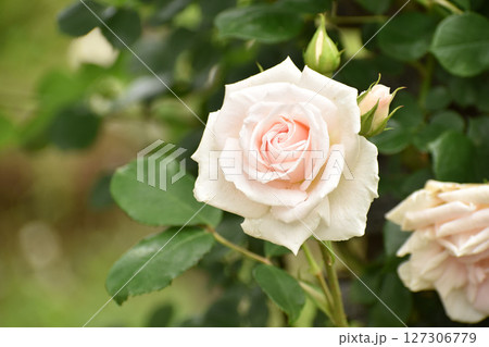 ほんのりピンクの春のバラ 127306779