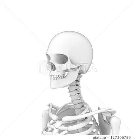 人体 頭部の骨, スケルトン 127306789