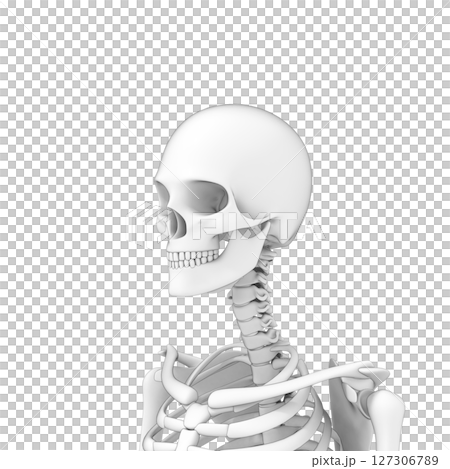 人体 頭部の骨, スケルトン 127306789