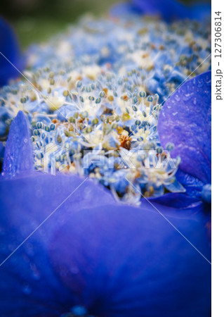 雨の中に咲く青い紫陽花 127306814