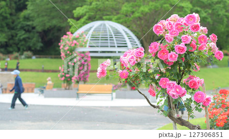 美しいピンクの薔薇咲く　東沢バラ公園　山形県　 127306851