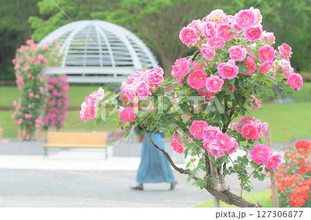 美しいピンクの薔薇咲く 東沢バラ公園 山形県 美しいピンクの薔薇咲く 東沢バラ公園 山形県 127306877