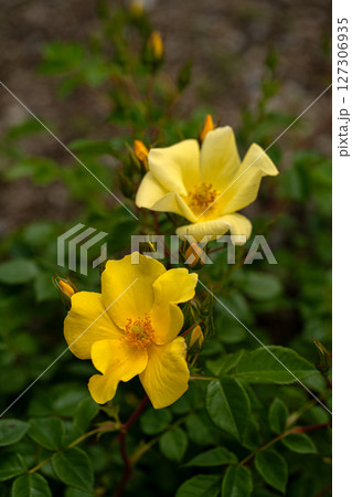 五月のバラ、リモンチェッロ 五月のバラ、リモンチェッロ 127306935