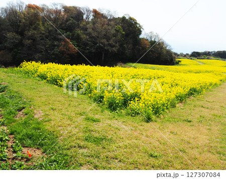 4月の兵庫県立公園あわじ花さじき 4月の兵庫県立公園あわじ花さじき 127307084