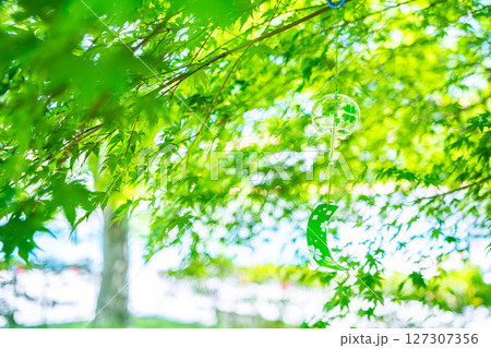 【夏素材】風鈴とモミジの新緑と青空【長野県】 127307356