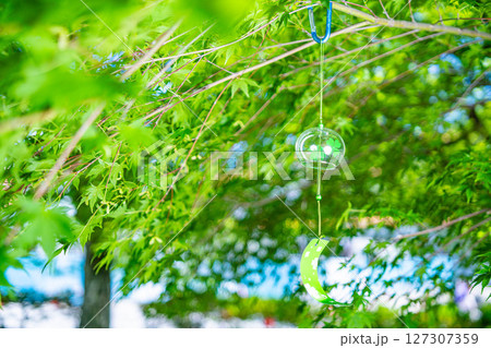 【夏素材】風鈴とモミジの新緑と青空【長野県】 127307359