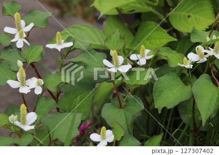 春の野原に咲く白い総苞に黄色い小花の花穂を持つドクダミの花 春の野原に咲く白い総苞に黄色い小花の花穂を持つドクダミの花 127307402
