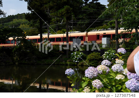 紫陽花と横須賀線　北鎌倉 127307548