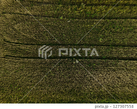 Aerial view of crop field with rural car tracks Aerial view of crop field with rural car tracks 127307558