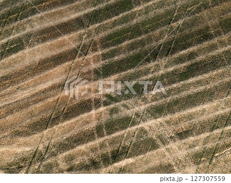 Aerial view of rural car tracks in crop field background 127307559