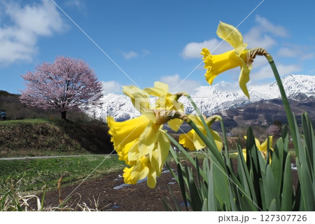 ラッパ水仙の花と一本桜と青空と雪山 127307726