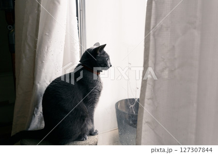 のんびりとした家猫の日常 127307844